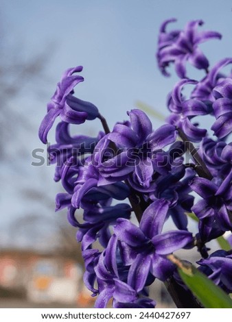 Close-up of Blooming Purple Hyacinth Flowers