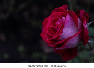 Close-up of a blooming red rose with delicate water droplets on petals, set against a dark, blurred background. - Powered by Shutterstock