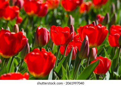 close-up of blooming red tulips. tulip flowers with deep red petals. forming flower arrangement background - Powered by Shutterstock
