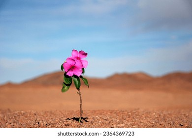 A closeup of blooming small pink flower in desert landscape