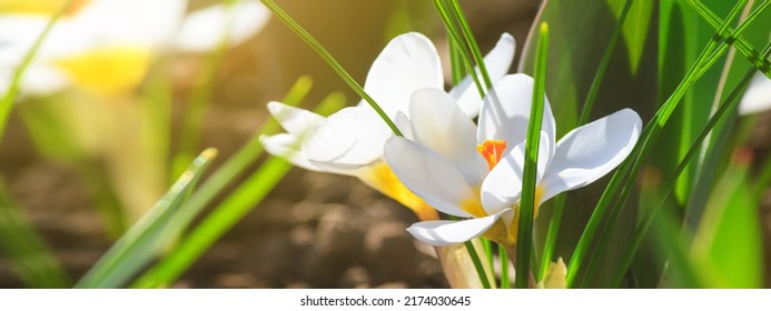 Close-up of blooming spring flowering plant of the Iridaceae family, white crocuses, on natural background on a sunny day. Soft selective focus
