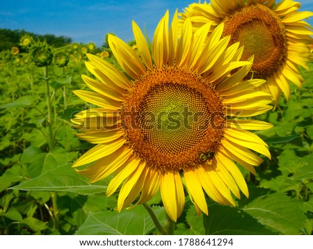 Closeup of blooming sunflowers at Mckee Beshers in Maryland on a perfect sunny summer day.