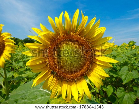 Closeup of blooming sunflowers at Mckee Beshers in Maryland on a perfect sunny summer day.
