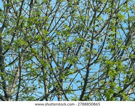 Close-Up Blooming Trees in Spring in Alberta, Canada