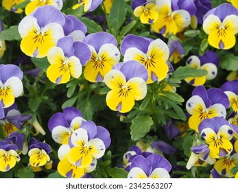 A closeup of blooming Viola tricolor flowers with green leaves