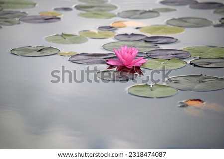 Closeup blooming water lilies or lotus flower, with reflecting on the water. Beautiful water plant with reflection in a pond.
