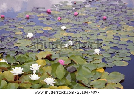 Closeup blooming water lilies or lotus flower, with reflecting on the water. Beautiful water plant with reflection in a pond.
