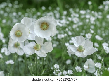Close-up of blooming white anemone flowers on green blurred background. Large white petals with orange stamens and green pistil. Natural background