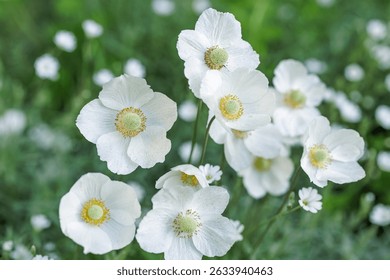 Close-up of blooming white anemone flowers on green blurred background. Large white petals with orange stamens and green pistil. Natural background