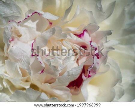 Similar – White Ranunculus Design