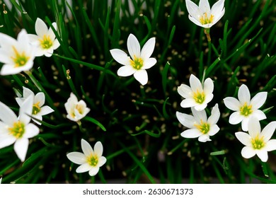 Primer plano de flores de Lirio de Lluvia blancas en flor, Zephyranthes candida con hojas verdes frescas en forma de hierba en un jardín, capturadas en la luz natural con un fondo suave borroso.