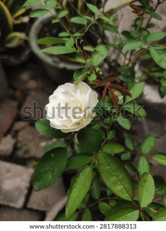 Close-Up of a Blooming White Rose with a Tiny Spider Hiding Among the Petals.

A beautiful close-up macro shot of a delicate white rose in full bloom, surrounded by fresh green leaves. A tiny, well-camouflaged spider is seen resting peacefully tucked between the soft petals, highlighting a natural garden ecosystem. Soft natural light and blurred background.