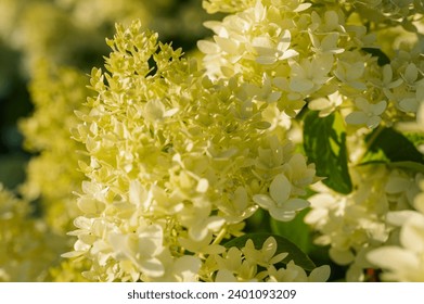 close-up of blooming white-yellow hydrangea, at sunset, backlight.