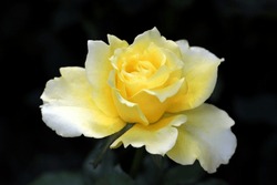 Closeup Of A Blooming Yellow Rose Flower, Isolated On Dark Background, Image For Mobile Phone Screen, Display, Wallpaper, Screensaver, Lock Screen And Home Screen Or Background