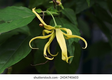 Closeup of blooming ylang-ylang flower with green leaves background 