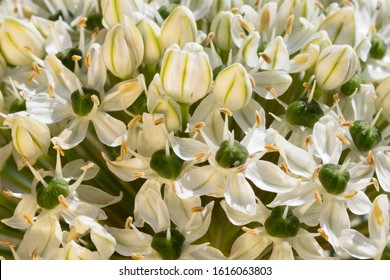 Close-up Of A Blossom Drumstick Allium