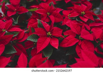A closeup of the blossomed beautiful red poinsettia flowers in the greenhouse - Shutterstock ID 2152642197