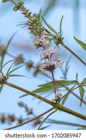 Closeup Of A Blossoming Chaste Tree Branch.