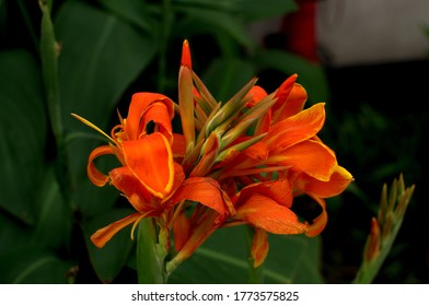 Close-up of blossoming flowers Canna with buds and leaves growing.  Bautiful African arrowroot in orange color. Detail shot of Canna lily Indian shot in red at garden.