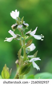 Closeup Of Blossoming Pale Purple Flowers Of Thai Basil Plant