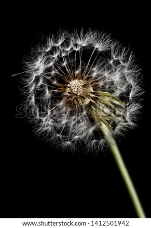 Similar – Nahaufnahme einer Pusteblume im Sonnenlicht vor blauem Himmel