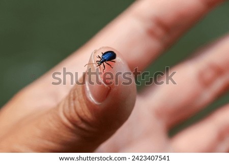 Close-up of Blue Beetle on hand, fingers Blue Beetle looks beautiful and cute.