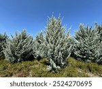 Close-up of blue cypress trees. Hesperocyparis arizonica or Blue Cypress is a plant species related to the Hesperocyparis genus. Arizona cypress in the park. Scientific name: Cupressus arizonica.