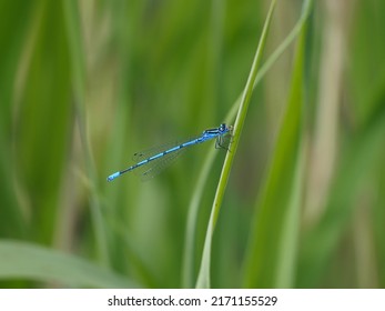 Closeup of blue dragonfly enallagma cyathigerum sitting on grass near pond