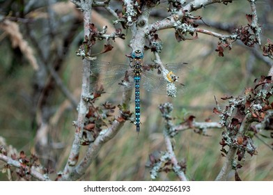 Closeup of a blue dragonfly on a branch in the forrest