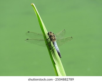 Close-up of a blue dragonfly with transparent wings sitting on a green reed against the background of the green water of a wild lake on a summer day

 - Powered by Shutterstock