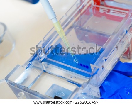 Close-up, a blue dye with DNA molecules is added to an agarose gel cell. Electrophoresis of DNA fragments after PCR.