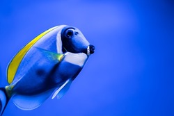 Nahaufnahme Eines Blauen Fisches Mit Einem Gelben Im Aquarium.