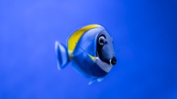 Nahaufnahme Eines Blauen Fisches Mit Einem Gelben Im Aquarium.