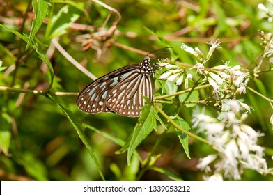 Closeup Of Blue Glassy Tiger Butterfly (Ideopsis Vulgaris Macrina) Feeding On White Flower