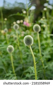 Closeup Of Blue Globe Thistle Growing In A Green Garden With A Blurry Background And Bokeh. Macro Details Of Soft Flowers In Harmony With Nature, Tranquil Wild Flowerheads In A Zen, Quiet Backyard