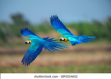 Closeup blue and gold macaw flying