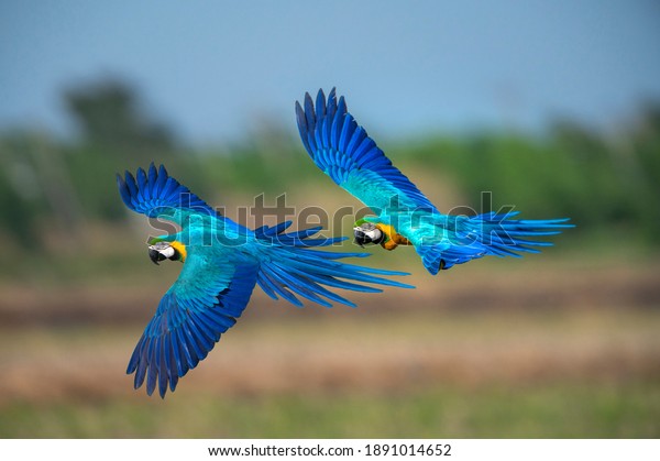 blue and gold macaw flying