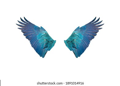 Closeup Blue And Gold Macaw Wings Isolated On White Background