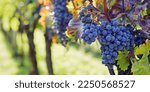 Close-up of a blue grape hanging in a vineyard, wide shot