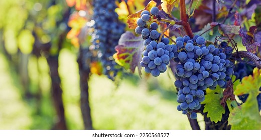 Cierre de una uva azul colgada en un viñedo, de tiro ancho