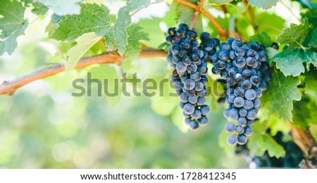 Closeup of blue grape in vineyard with sunlight. Winery and grapevine growing background frame. Grape growing and wine making design banner.