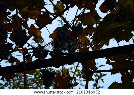Closeup of blue grape in vineyard with sunlight. Winery and grapevine growing background frame. Grape growing and wine making design banner. Stock photo © 
