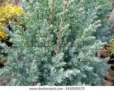 Close-up of blue, grey-green foliage of Chinese Juniper Juniperus chinensis 'Pyramidalis'