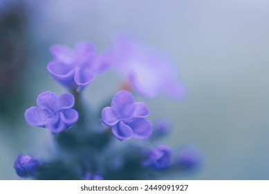 A closeup of Blue Heliotrope, Heliotropium Amplexicaule