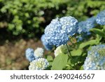 A close-up of a blue hydrangea taken with a Leica SL2-S and Summicron 50mm lens. The vibrant blue flowers against the green background capture natural beauty. Ideal for gardens and nature themes.