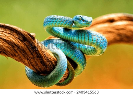 Close-up of The Blue Insularis Viper Snake Face and Head