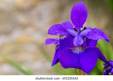 Close-up of Blue iris