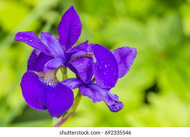 Close-up of Blue iris