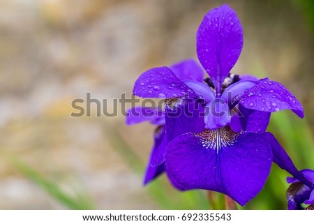 Close-up of Blue iris