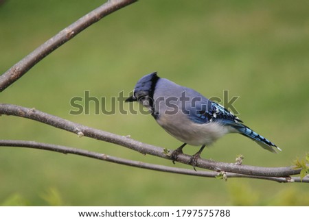 Similar – Eichelhäher im Baum Natur